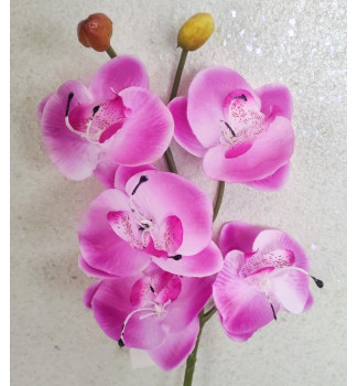 Гілка орхідеї, 5 головок Гілка орхідеї, 5 головок