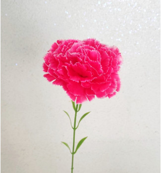 Гвоздика одинарна Гвоздика одинарна