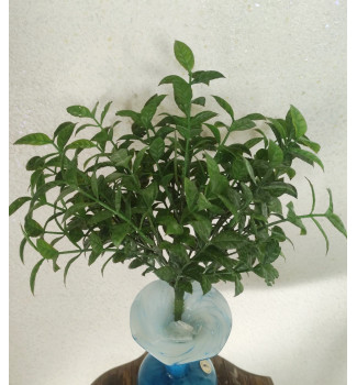 Кущик лавра пластиковий, букет 17 гілочок Кущик лавра пластиковий, букет 17 гілочок