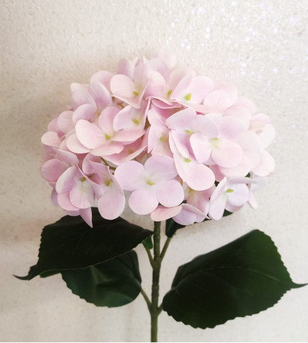 Гортензія силіконова