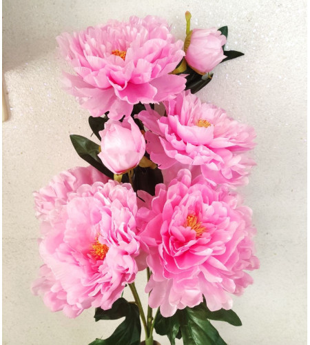 Кущ пивонії, гілка 8 головок