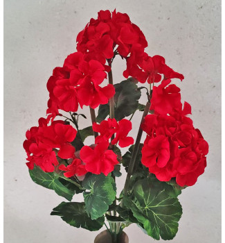 Пеларгонія, букет 9 головок