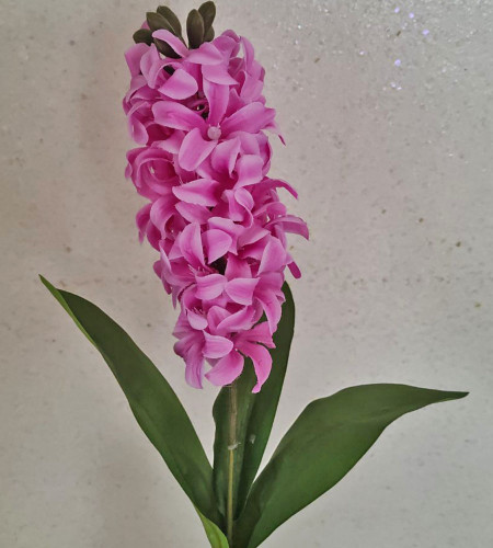 Гіацинт натуральний