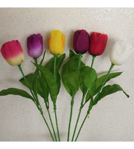 Тюльпан одиночний