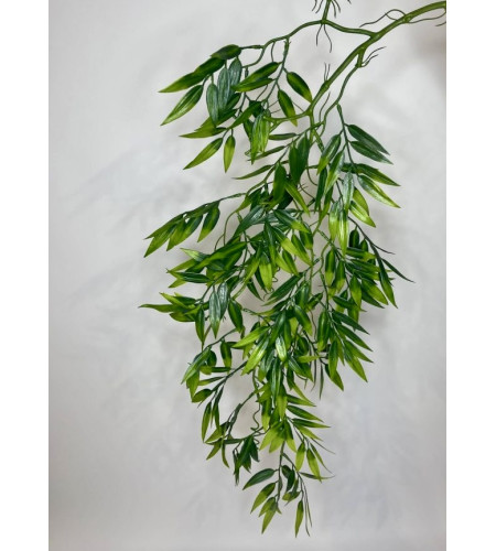 Ліана декоративна