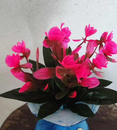 Орхідея бордюрна, букет 5 головок