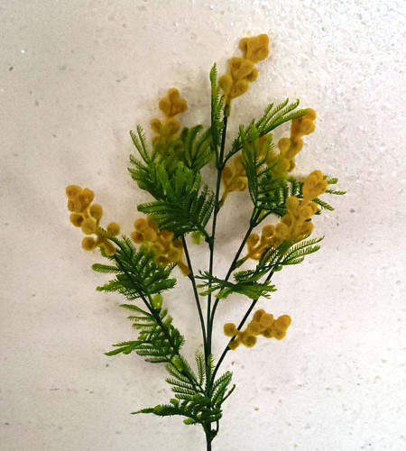 Мімоза декоративна, букет 9 гілочок