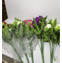 Півонії натуральні, букет 7 головок
